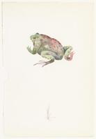 KT 2013 044
<br/>
Een pad, schuin op de rug gezien
<br/>
<em>Melle (1908-1976)</em>